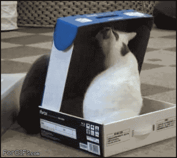 Cat Trap In A Box GIF