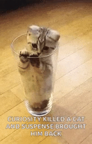 Cat Trapped Curiosity Suspense Brought Back GIF