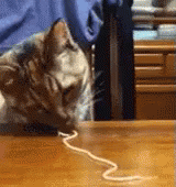 Cat Try The Noodle GIF