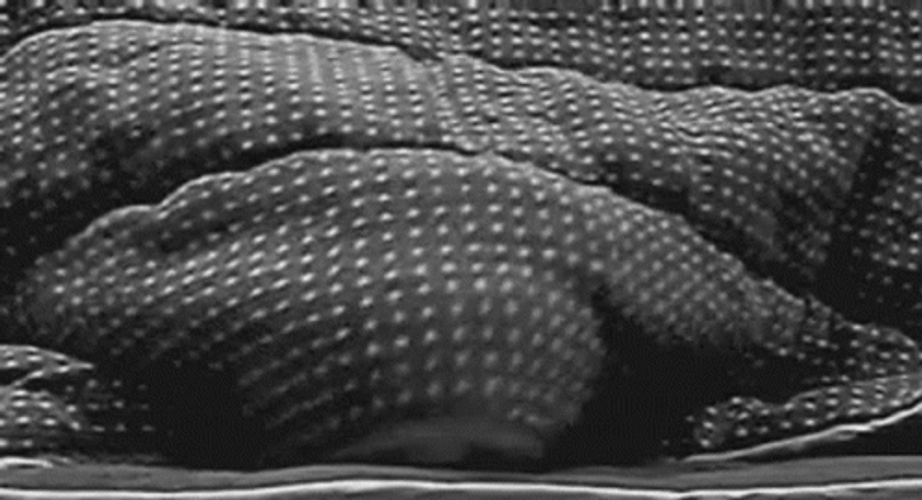 Cat Trying To Hide With Blanket Peeking GIF