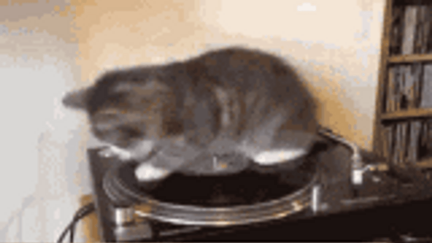 Cat Turntable Record Spin GIF