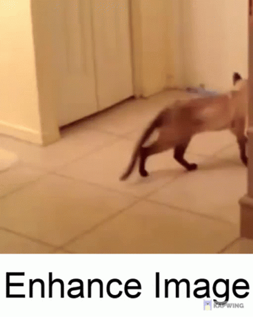 Cat Twirling Enhance Image  GIF