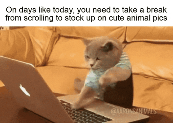 13 Cute Animal GIFs To Console You When Your Movie Doesn't Win