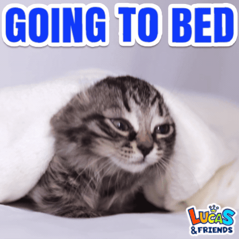 Cat Under Blanket Going To Bed GIF