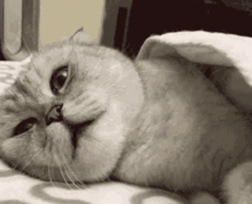 Cat Under Blanket Making Funny Face GIF