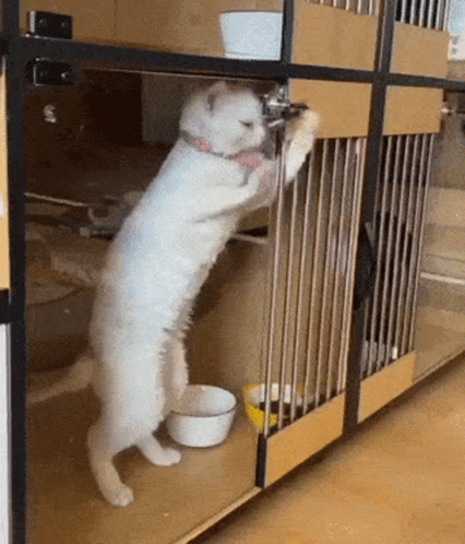 Cat Unlocking Locked Door GIF
