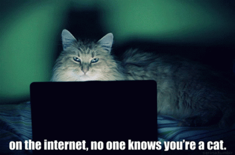 Cat Using Internet GIF