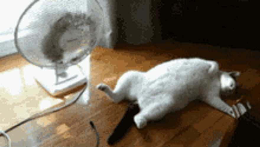 Cat Ventilating Lying Spreading Body Hot Weather GIF