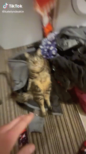 Cat Vibing 280 X 498 Gif GIF
