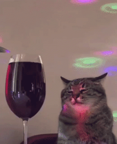 Cat Vibing 404 X 498 Gif GIF