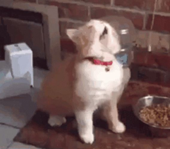 Cat Vibing Before Eating GIF