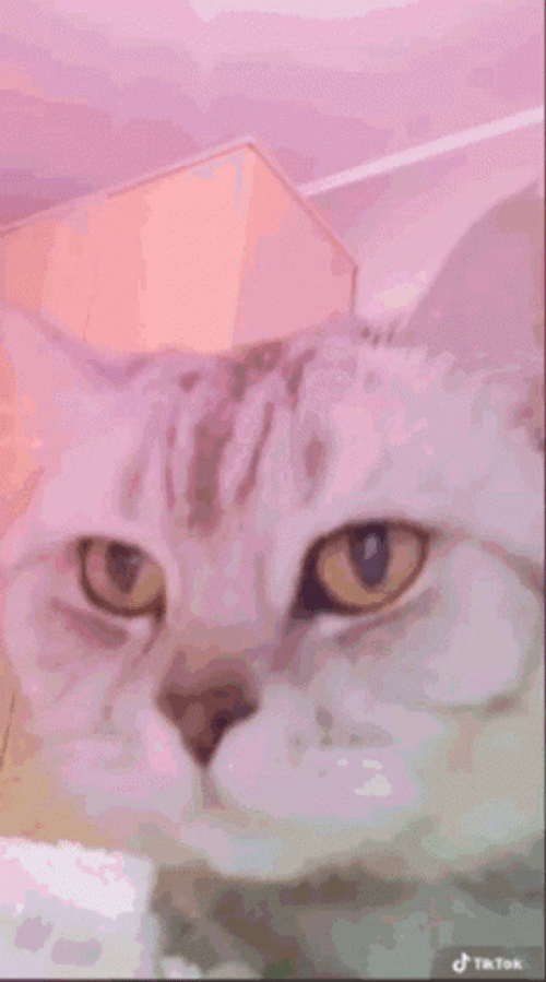 Cat Vibing Belly Dance GIF