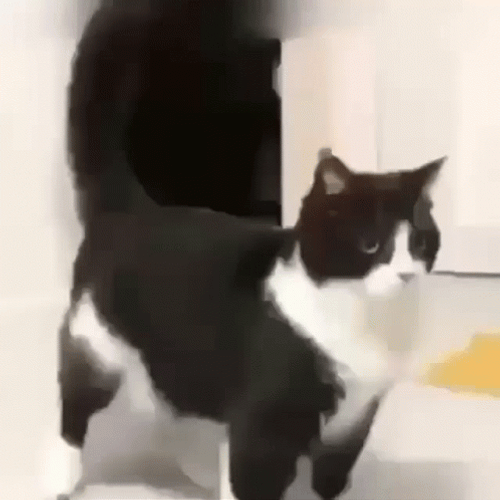 Cat Vibing Bounce GIF