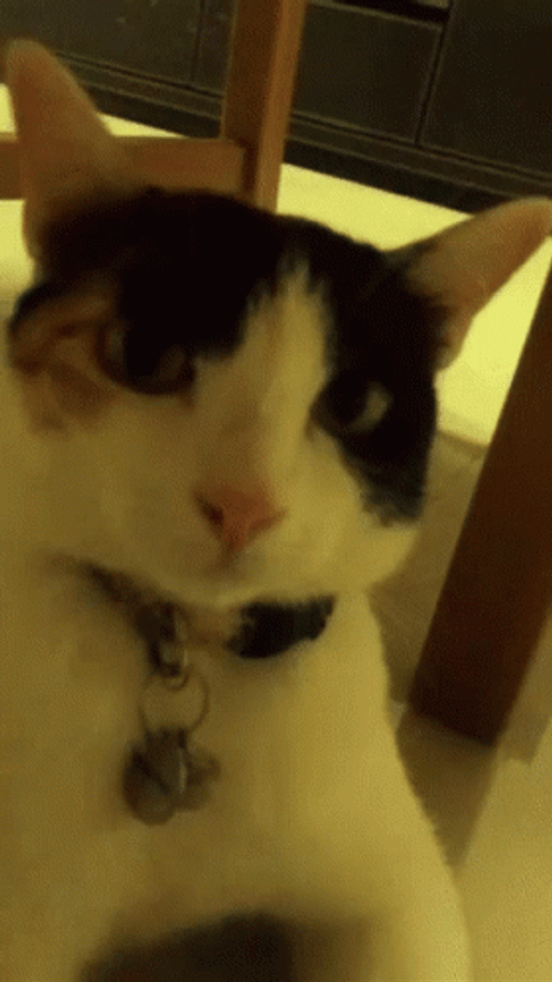 Cat Vibing Camera Works GIF