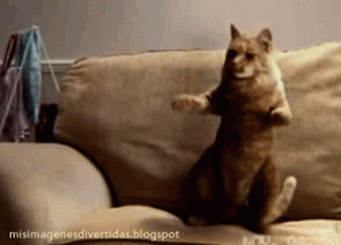 Cat Vibing Dancing In A Couch GIF