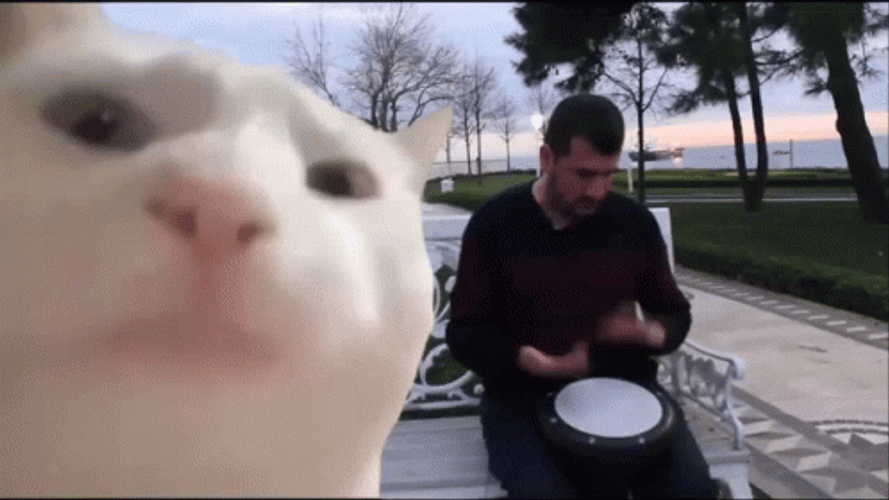 Cat Vibing In A Man Playing Instruments GIF