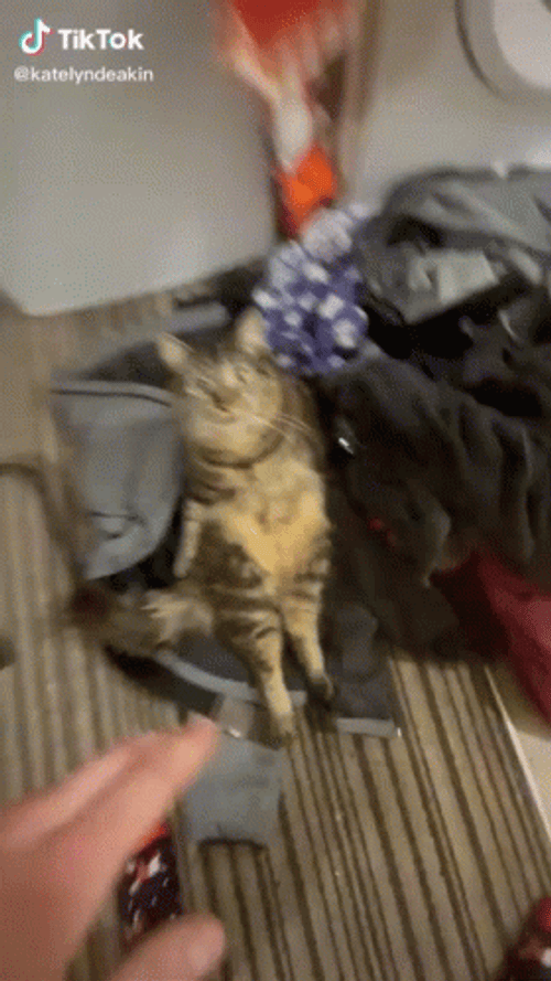 Cat Vibing In A Suitcase GIF