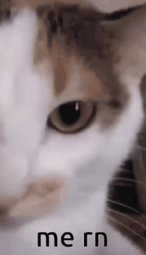 Cat Vibing Me Right Now GIF