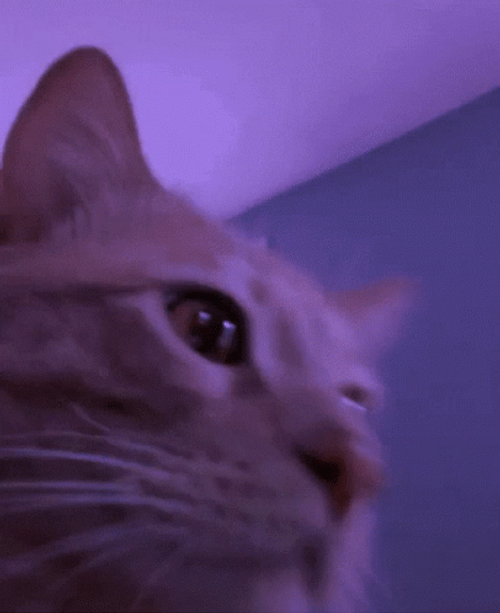 Cat Vibing Sleepy GIF