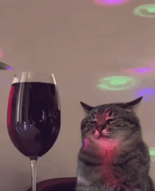 Cat Vibing Staring At The Wine GIF