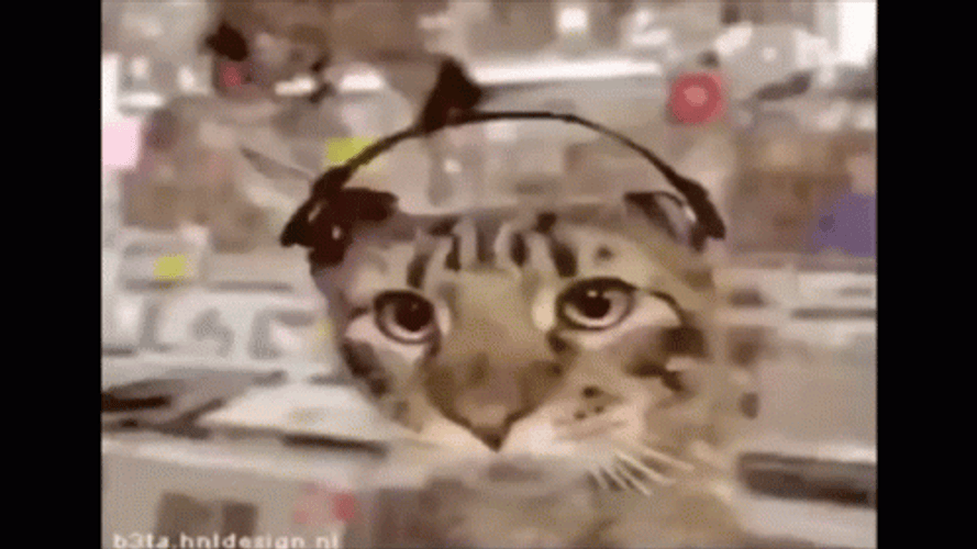 Cat Vibing Wearing Headphones GIF