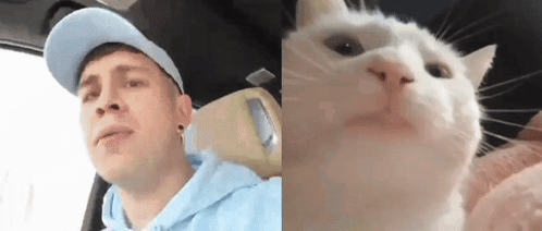 Cat Vibing With A Streamer In A Car Beside GIF