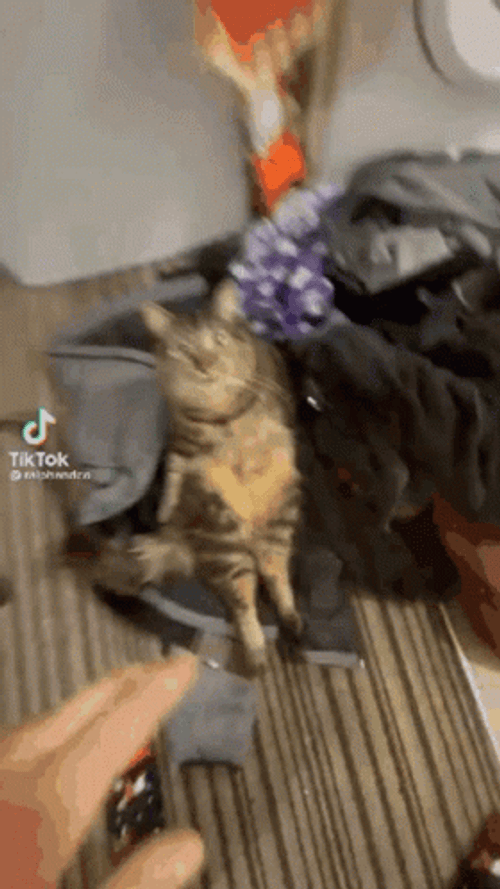 Cat Vibing With His Owner GIF