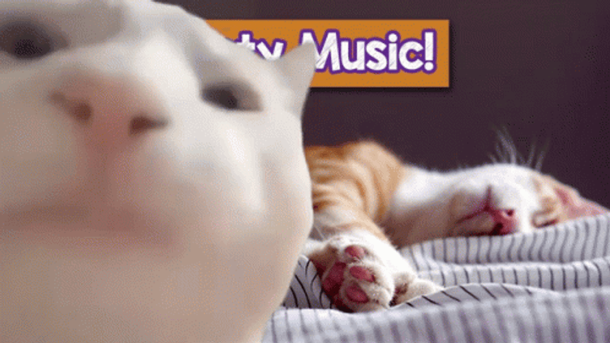 Cat Vibing With Sleeping Cat In The Back GIF