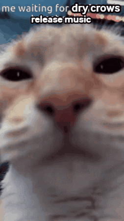 Cat Waiting for Dry Crow Music
