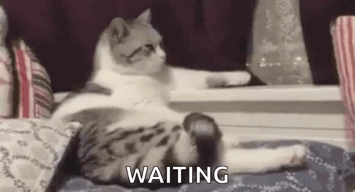 Cat Waiting Patiently GIF