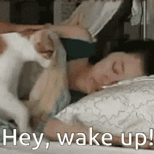 Cat Wake Up Lady GIF