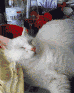 Cat Waking Up For Food GIF