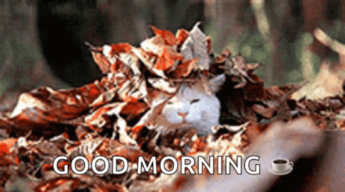 Cat Waking Up Good Morning Fall GIF