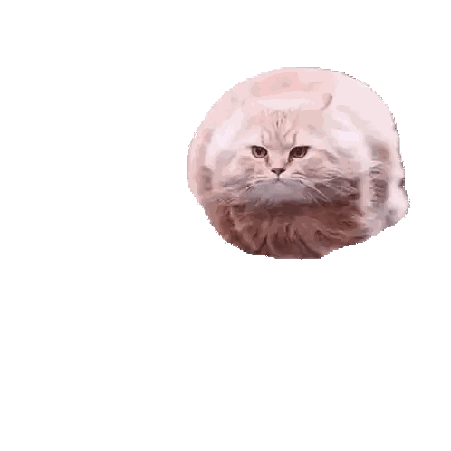 Cat Walking