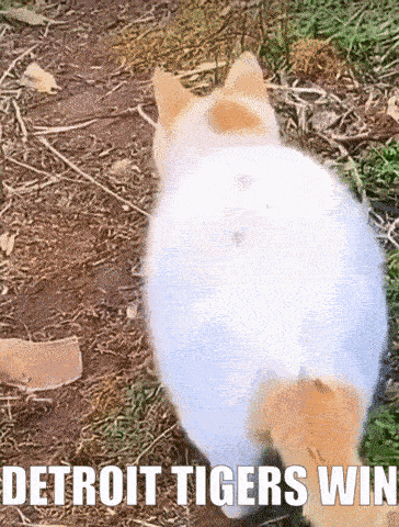 Cat Walking Detroit Tigers Win