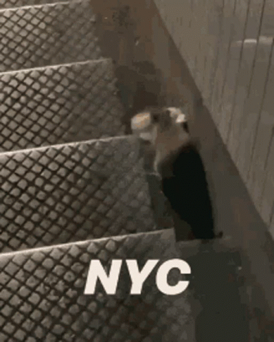 Cat Walking Down Stairs NYC GIF