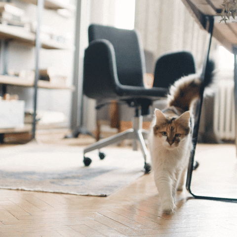Cat Walking Feline Fine House GIF