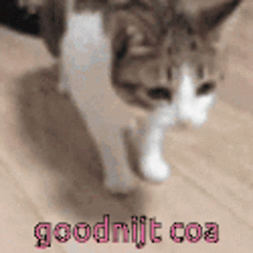 Cat Walking Goodnight Coa