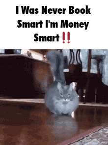 Cat Walking I Never Book Smart Money Smart GIF