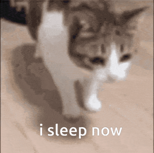 Cat Walking I Sleep Now