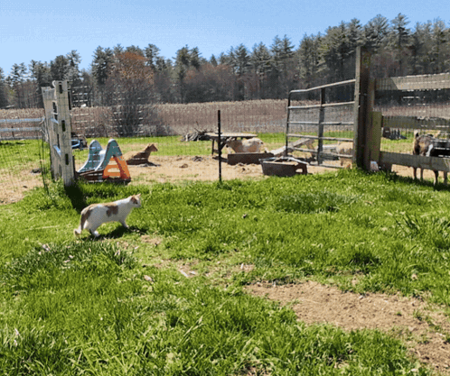 Cat Walking in Grassy Area With Sign That Says A