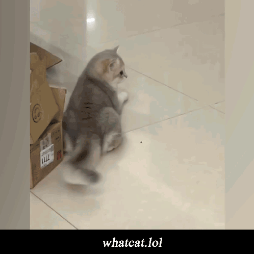 Cat Walking Next to Box Saying llz