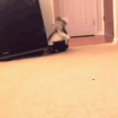 Cat Walking on Carpeted Floor