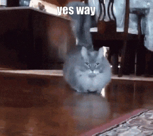 Cat Walking on Floor with Yes Way