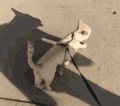 Cat Walking On Leash With Shadow GIF