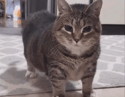 Cat Walking on Rug in Living Room