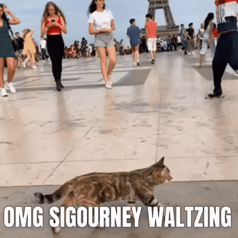 Cat Walking on Tiled Floor in Front of People