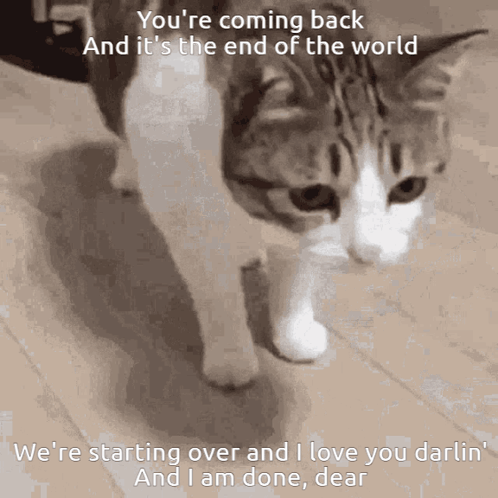 Cat Walking on Wood Floor Saying You're Coming Back
