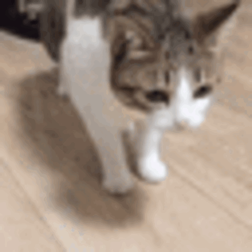 Cat Walking on Wooden Floor