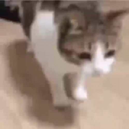 Cat Walking on Wooden Floor Blurry Photo